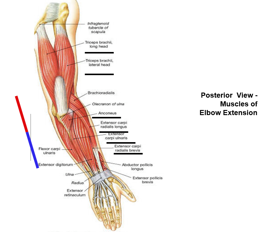 Elbow Joint Muscles - continued | Minimalist Golf Swing System