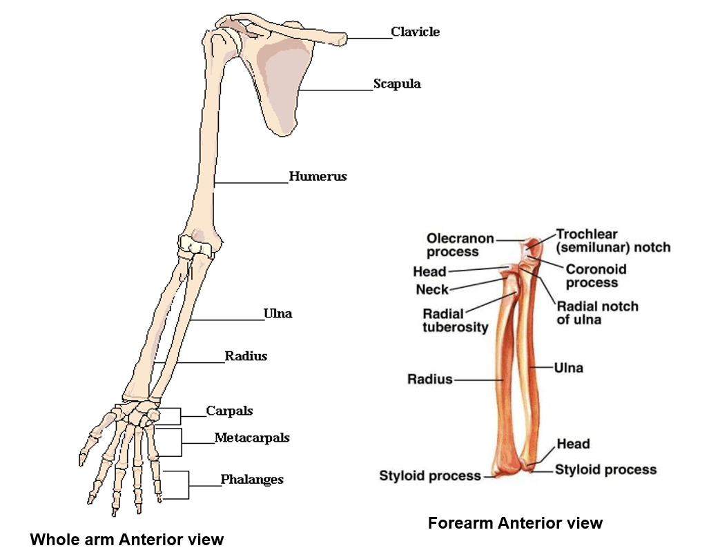 Forearm Arm Bones | Minimalist Golf Swing System