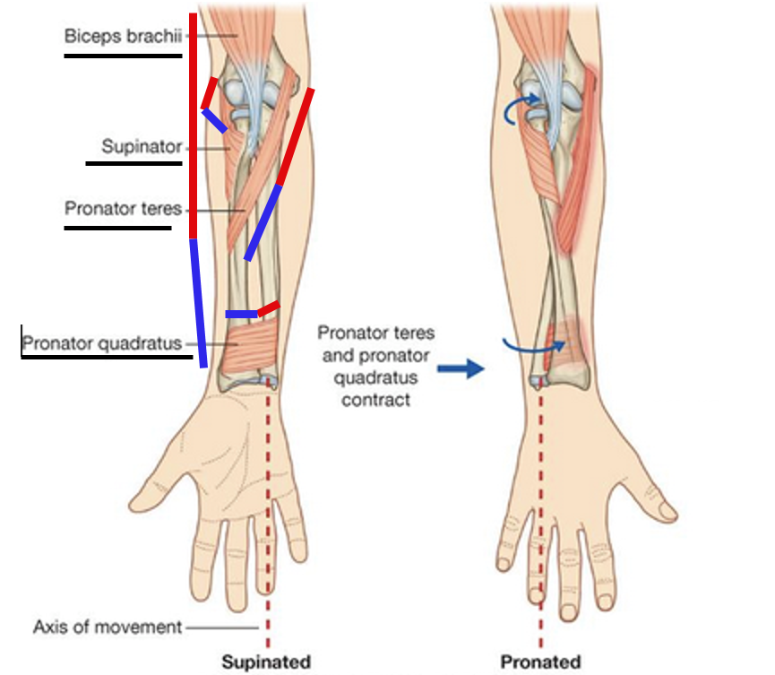 Forearm Joint Muscles continued Minimalist Golf Swing System