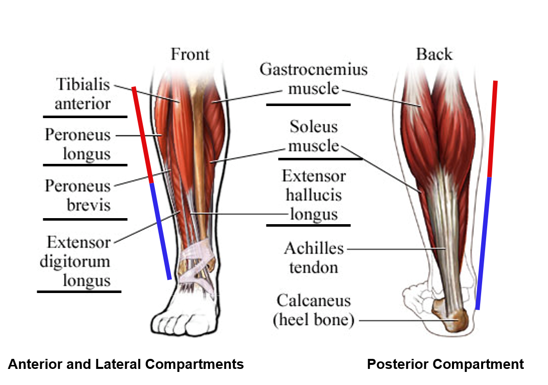 Ankle Joint Muscles | Minimalist Golf Swing System